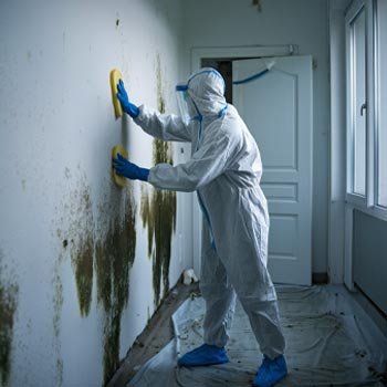 Los Angeles Mold Remediation